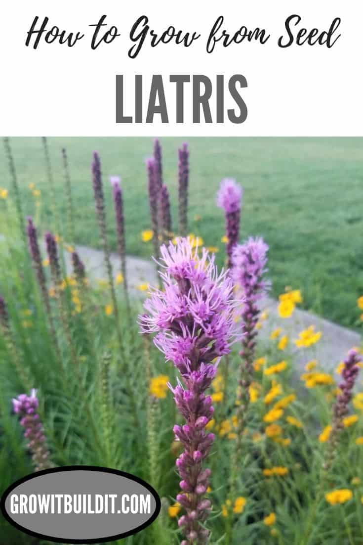 How to Grow Liatris from Seed GrowIt BuildIT