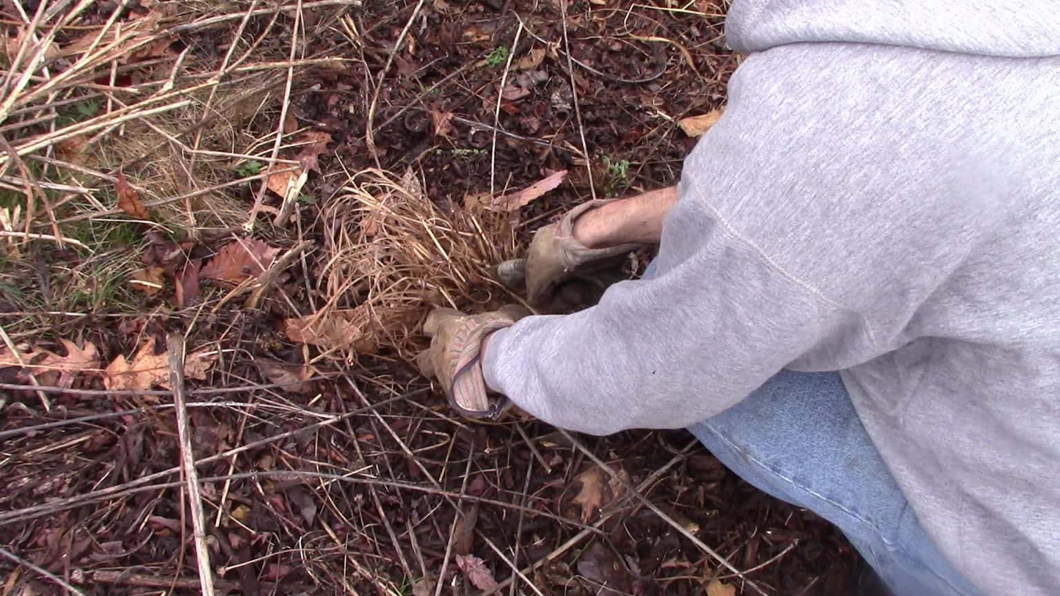 How to divide Ornamental Grass GrowIt BuildIT