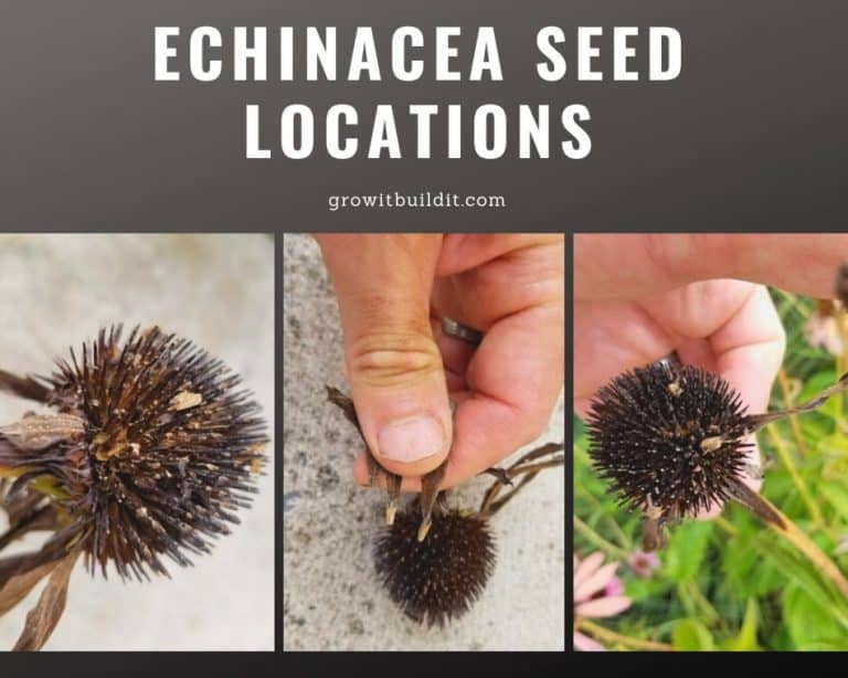 THE Easiest Way to Harvest Echinacea Seeds GrowIt BuildIT