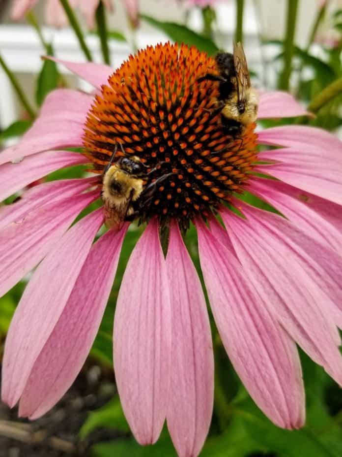 Echinacea Purpurea 101 Guide to Eastern Purple Coneflower GrowIt