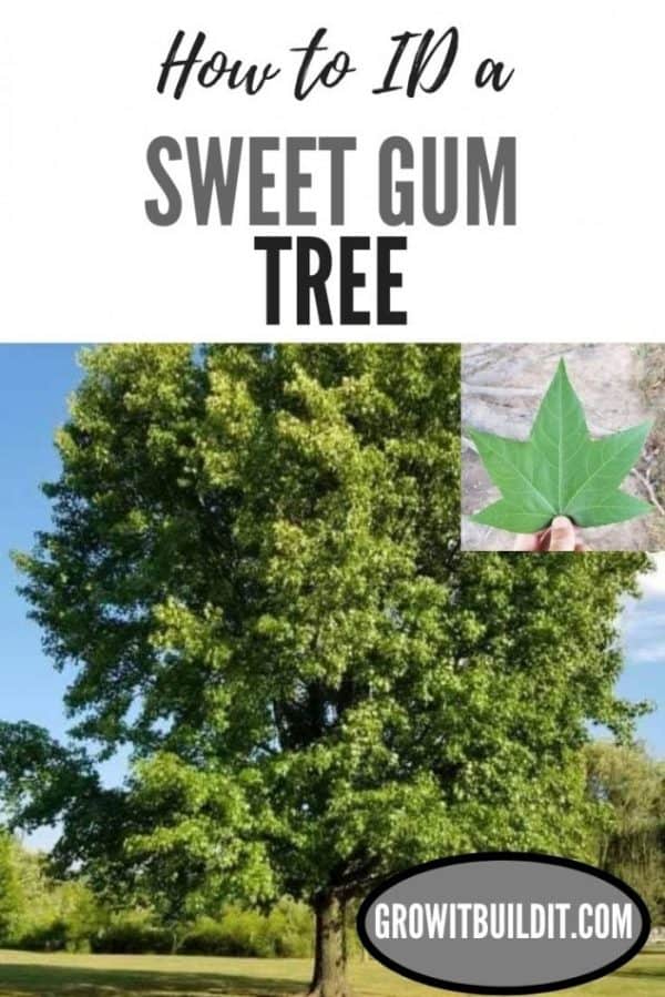 How to Identify a Sweet Gum Tree GrowIt BuildIT
