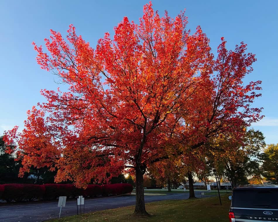 Sweet Gum Tree Autumn Fall