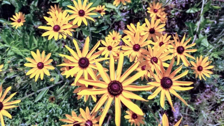 Black Eyed Susan – Rudbeckia Hirta