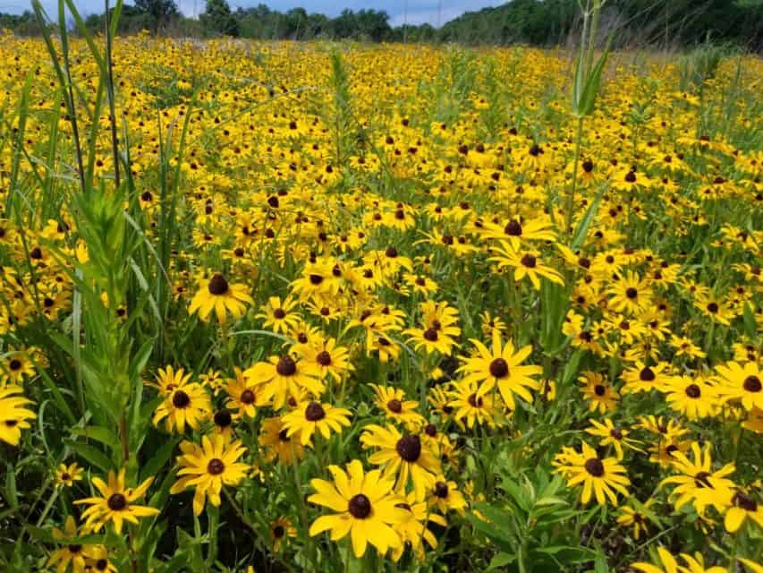 30+ Rudbeckia Becky Black Eyed Susan Flower Seeds – Fresh – Zones 3-9 – Full Sun/Part Shade – USA
