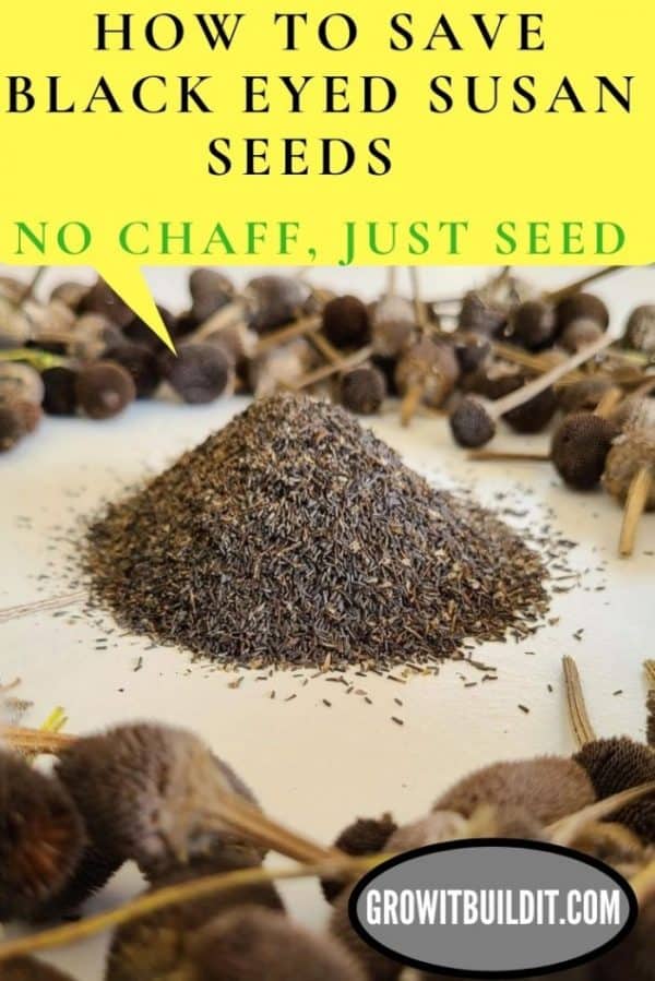 The EASIEST way to Save Black Eyed Susan Seeds! GrowIt BuildIT