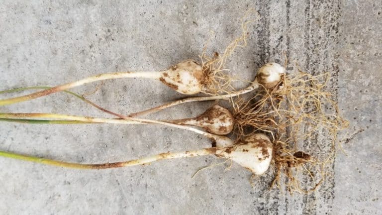 What is Onion Grass / Wild Garlic? – GrowIt BuildIT
