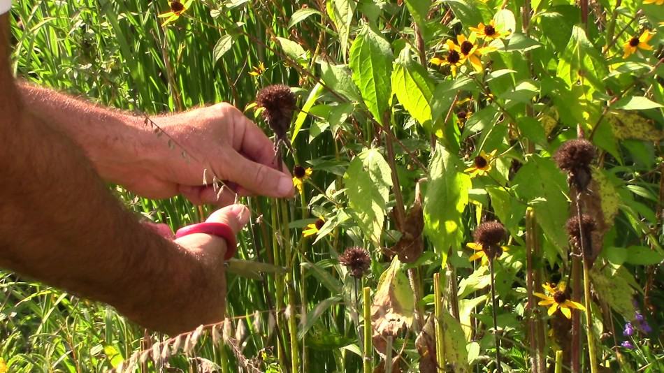 How To Save Bee Balm Seed (Monarda didyma) GrowIt BuildIT