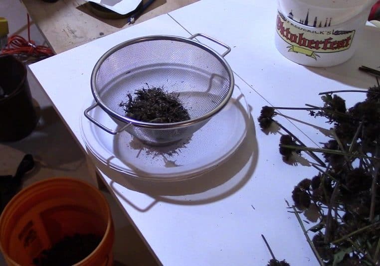 How To Save Bee Balm Seed (Monarda didyma) GrowIt BuildIT