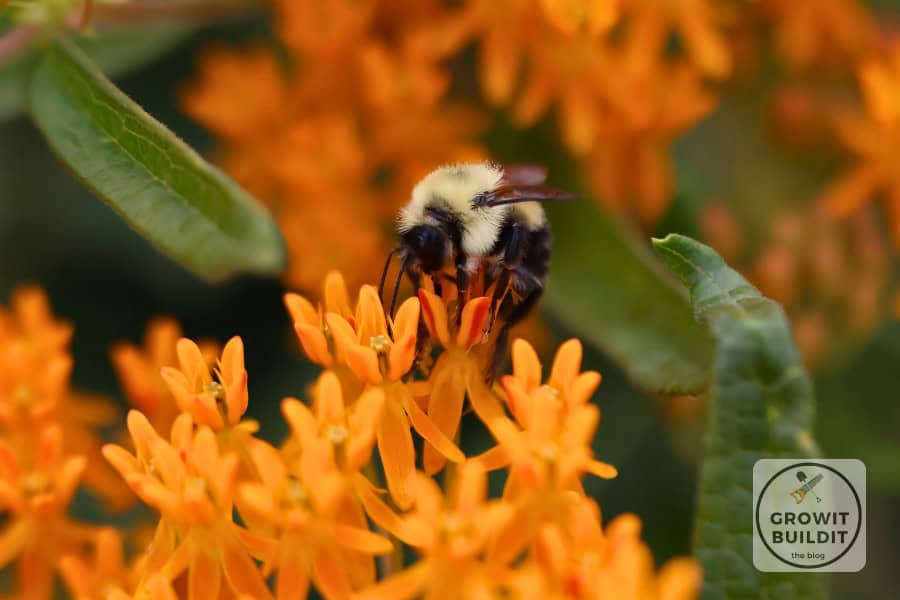 Butterfly Weed Bee