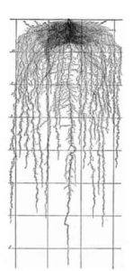 Mature Root Depth of Common Vegetables & Reference Table – GrowIt BuildIT