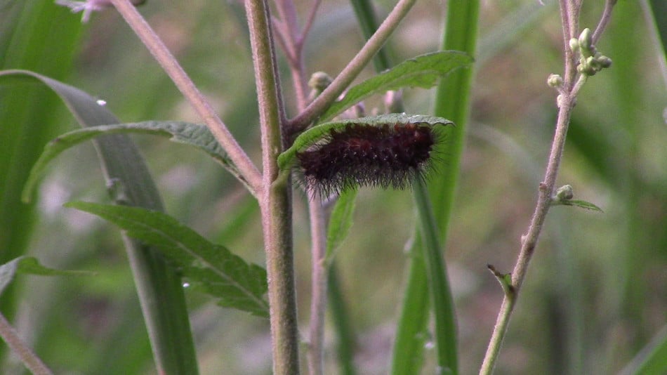 The Ultimate Guide to Joe Pye Weed What you NEED to know GrowIt BuildIT
