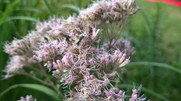 Joe Rye Flowers The Ultimate Guide to Joe Pye Weed – What you NEED to know – GrowIt BuildIT