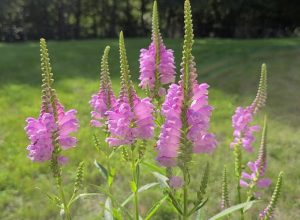 Obedient Plant 101 – Ultimate Grow & Care Guide! – GrowIt BuildIT