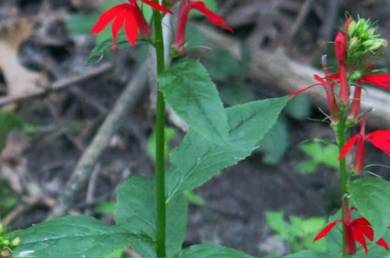 Cardinal Flower A Beginners Guide GrowIt BuildIT