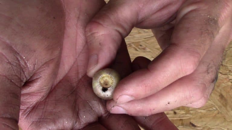 Float Tree Nuts To Test Viability – How Accurate Is It? – GrowIt BuildIT
