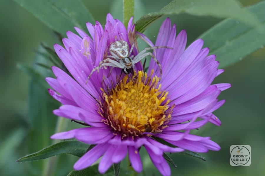 new-england-aster