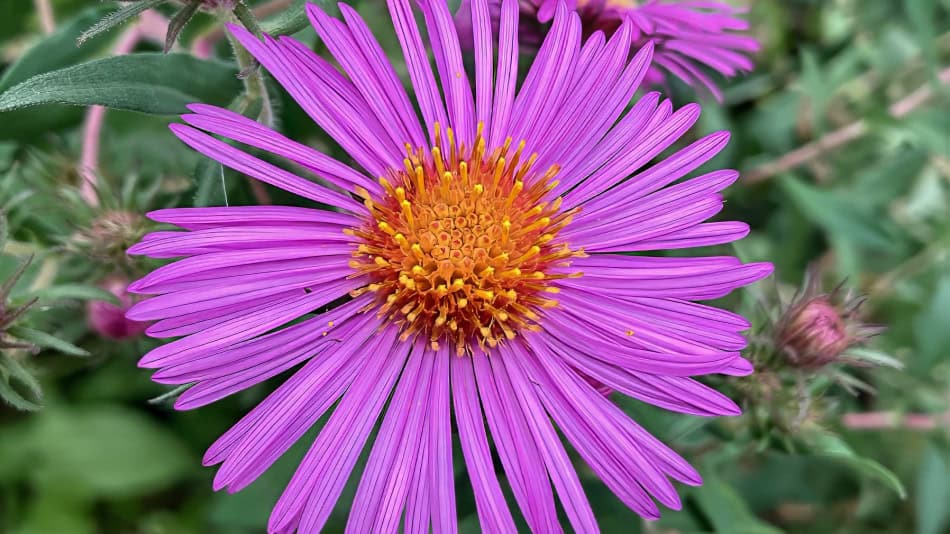 New England Aster Flower