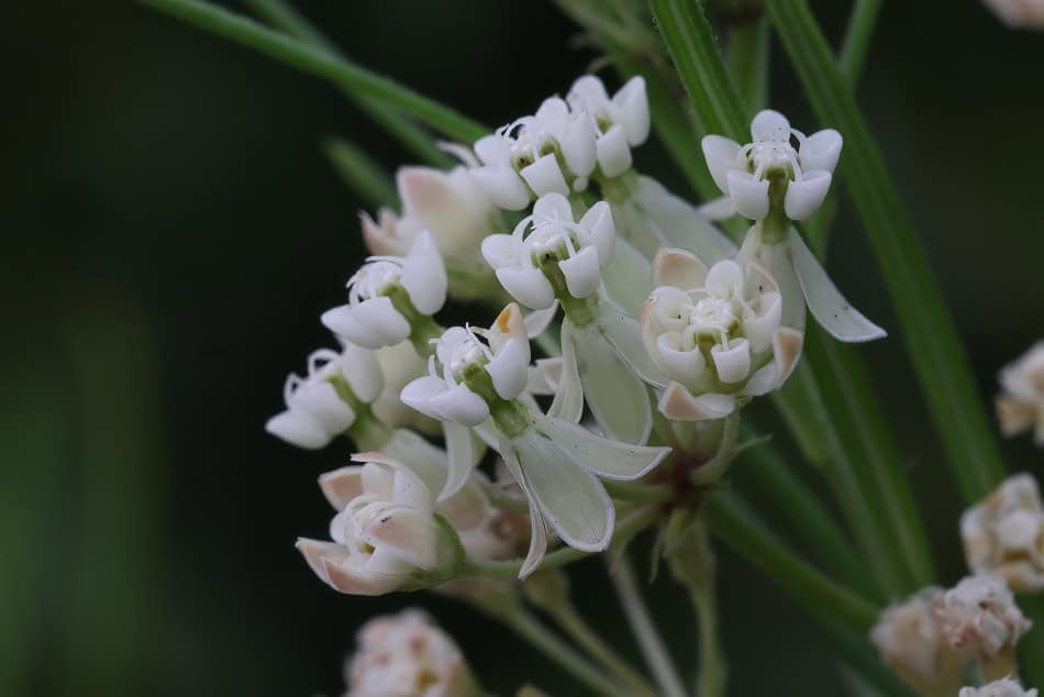 Whorled Milkweed flower