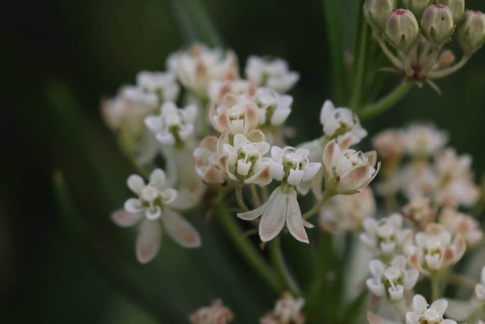 whorled milkweed asclepias verticillata