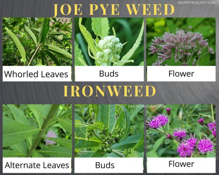 A Beginners Guide To Ironweed GrowIt BuildIT