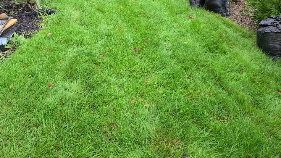 lawn