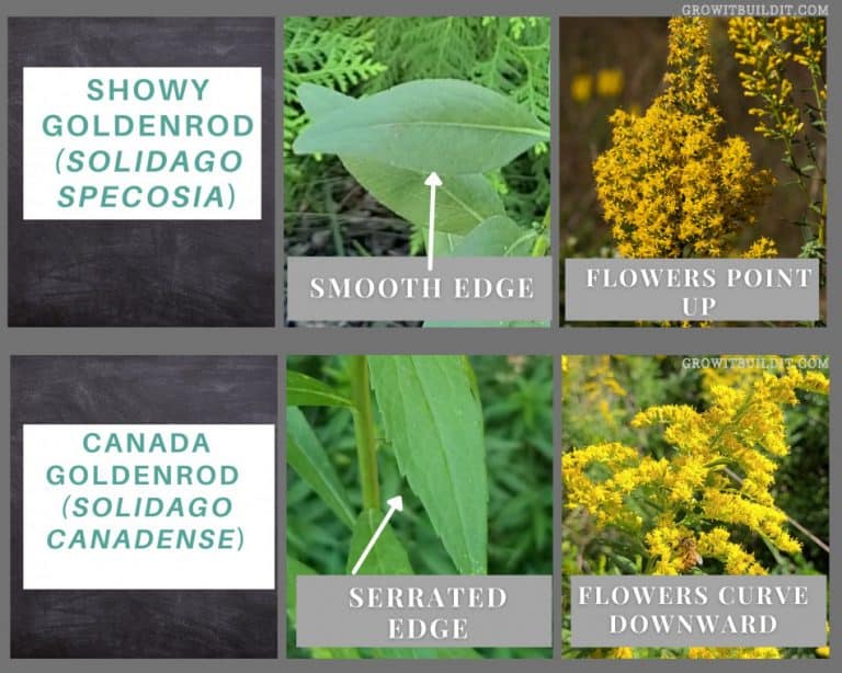 Complete Guide to Showy Goldenrod (Solidago Speciosa) GrowIt BuildIT