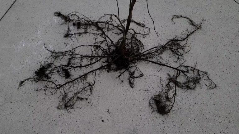 Complete guide to Redbud Tree – What you NEED to know – GrowIt BuildIT