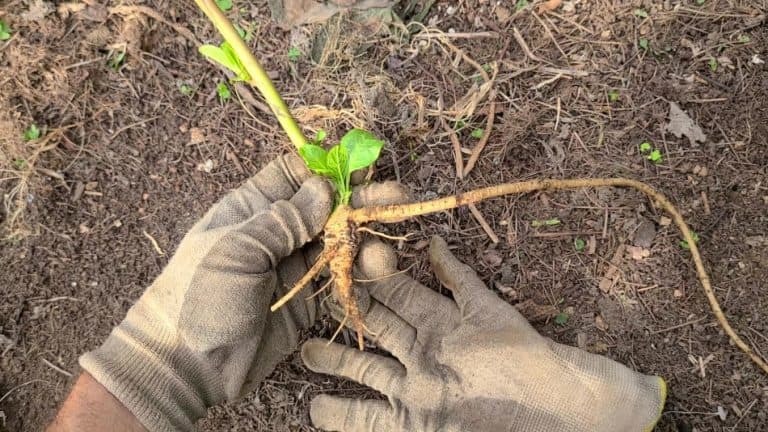 Pokeweed – A Total Guide To Uses, Control, Toxicity, History – GrowIt ...