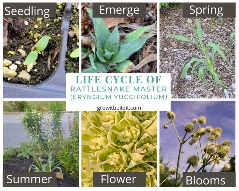 Rattlesnake Master Complete Guide To Eryngium Yuccifolium GrowIt BuildIT