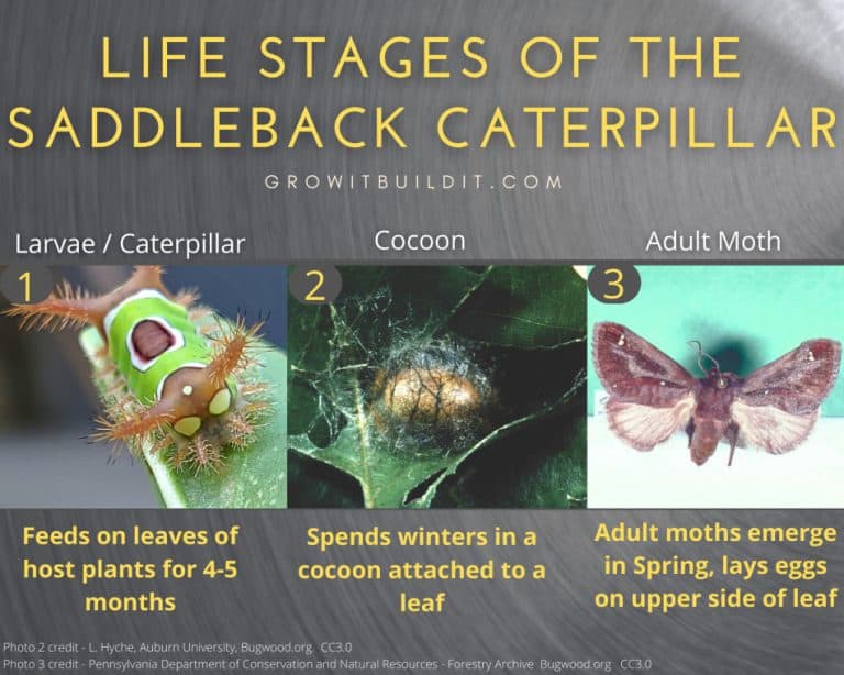 The Dangerous Saddleback Caterpillar What You Need To Know GrowIt