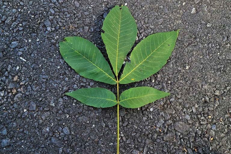 Total Guide To Shagbark Hickory Tree What You NEED To Know GrowIt