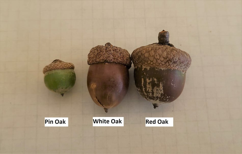 Quercus Rubra Acorn Sheffield s Seed Co Inc Going To Be A Good