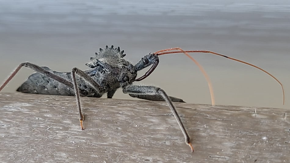 The Wheel Bug – A Scary, But Beneficial Garden Insect