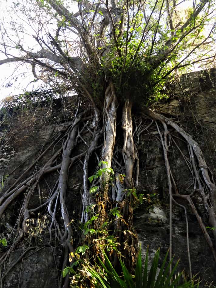 How Plant Roots Work GrowIt BuildIT