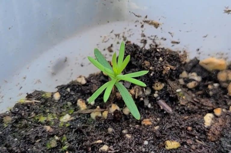 Northern White Cedar Everything you NEED to know GrowIt BuildIT