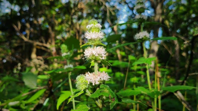 Beharry Mints Hairy Wood Mint – Total Grow & Care Guide (Blephilia hirsuta) – GrowIt ...