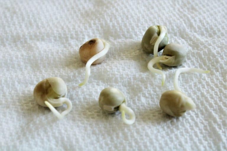 How To Germinate Seeds On Paper Towels A Total Guide GrowIt BuildIT