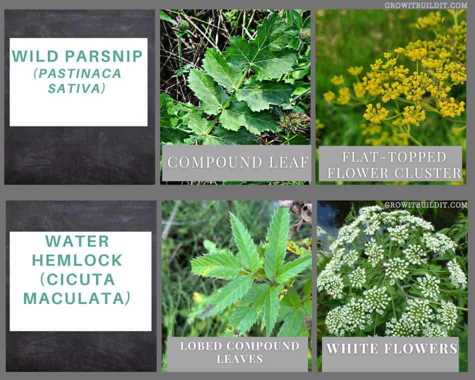 Wild Parsnip vs Water Hemlock