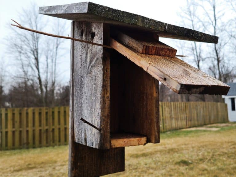 How To Clean Out A Birdhouse Or Nest Box – GrowIt BuildIT