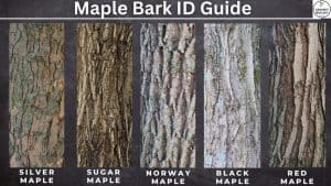 Maple Tree Identification – A Complete Guide – GrowIt BuildIT