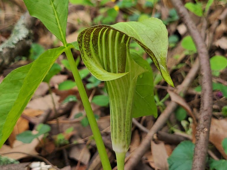 JackInThePulpit, A Complete Guide GrowIt BuildIT