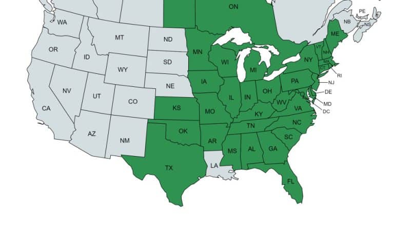 Rue Anemone – A Complete Guide To Thalictrum thalictroides – GrowIt BuildIT