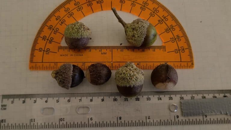Complete Guide For Swamp White Oak Tree – What You Need To Know ...