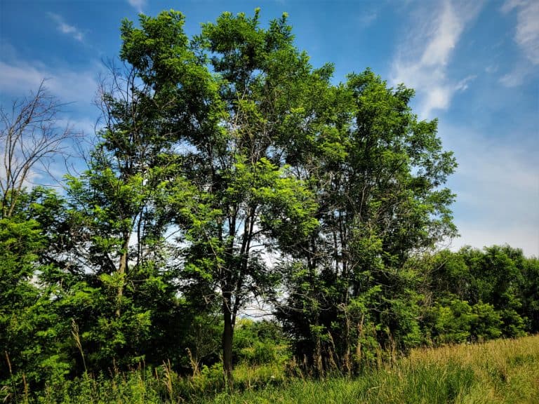 Complete Guide To Honey Locust Tree What You NEED To Know GrowIt