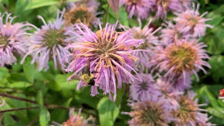 Complete Guide To Bradbury’s Beebalm (Monarda bradburiana) – GrowIt BuildIT