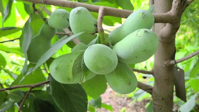 The Pawpaw Tree – A Guide To America’s Native Tropical Fruit – GrowIt ...