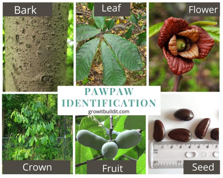 The Pawpaw Tree A Guide To America’s Native Tropical Fruit GrowIt