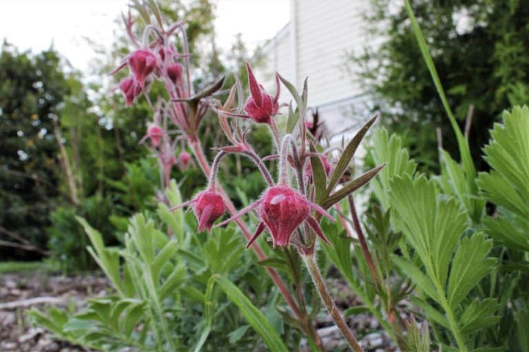 Prairie Smoke A Complete Guide To Geum triflorum GrowIt BuildIT