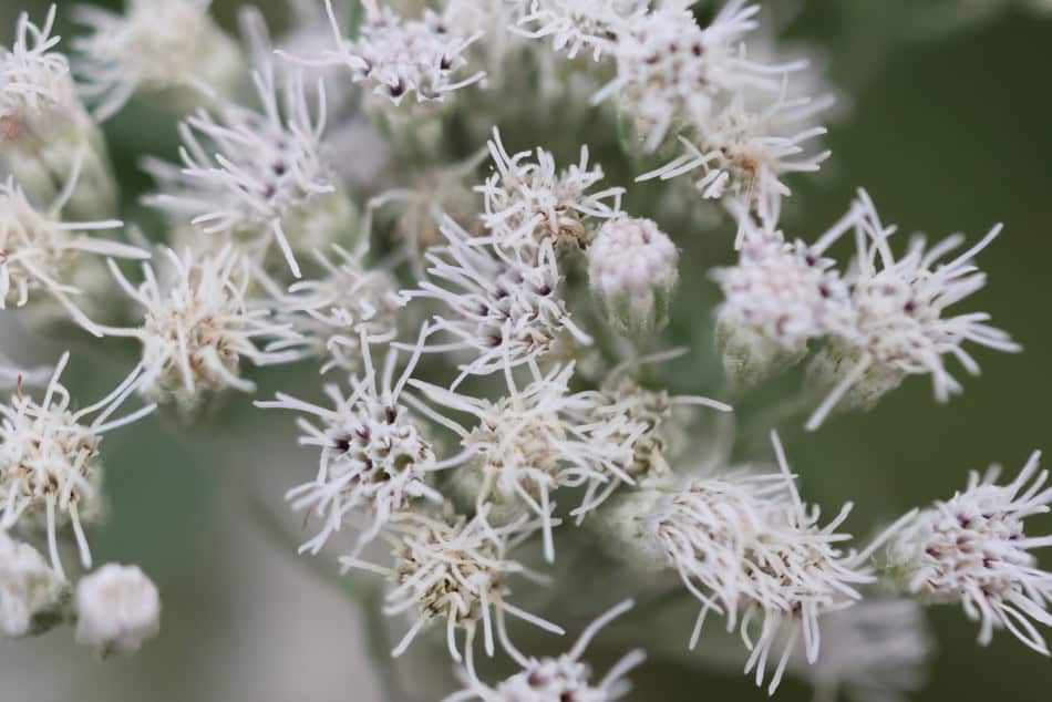Late Boneset flower
