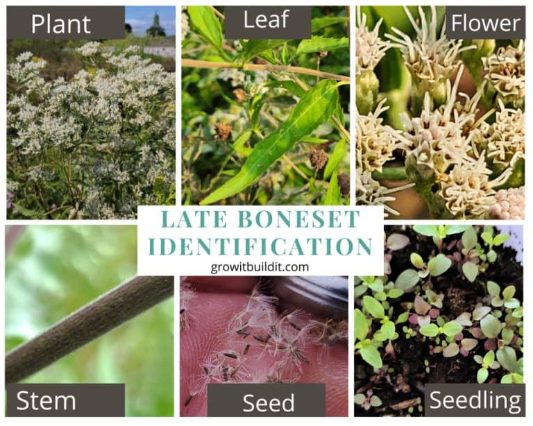 Native Boneset Late Boneset – A Complete Guide To Eupatorium serotinum – GrowIt BuildIT